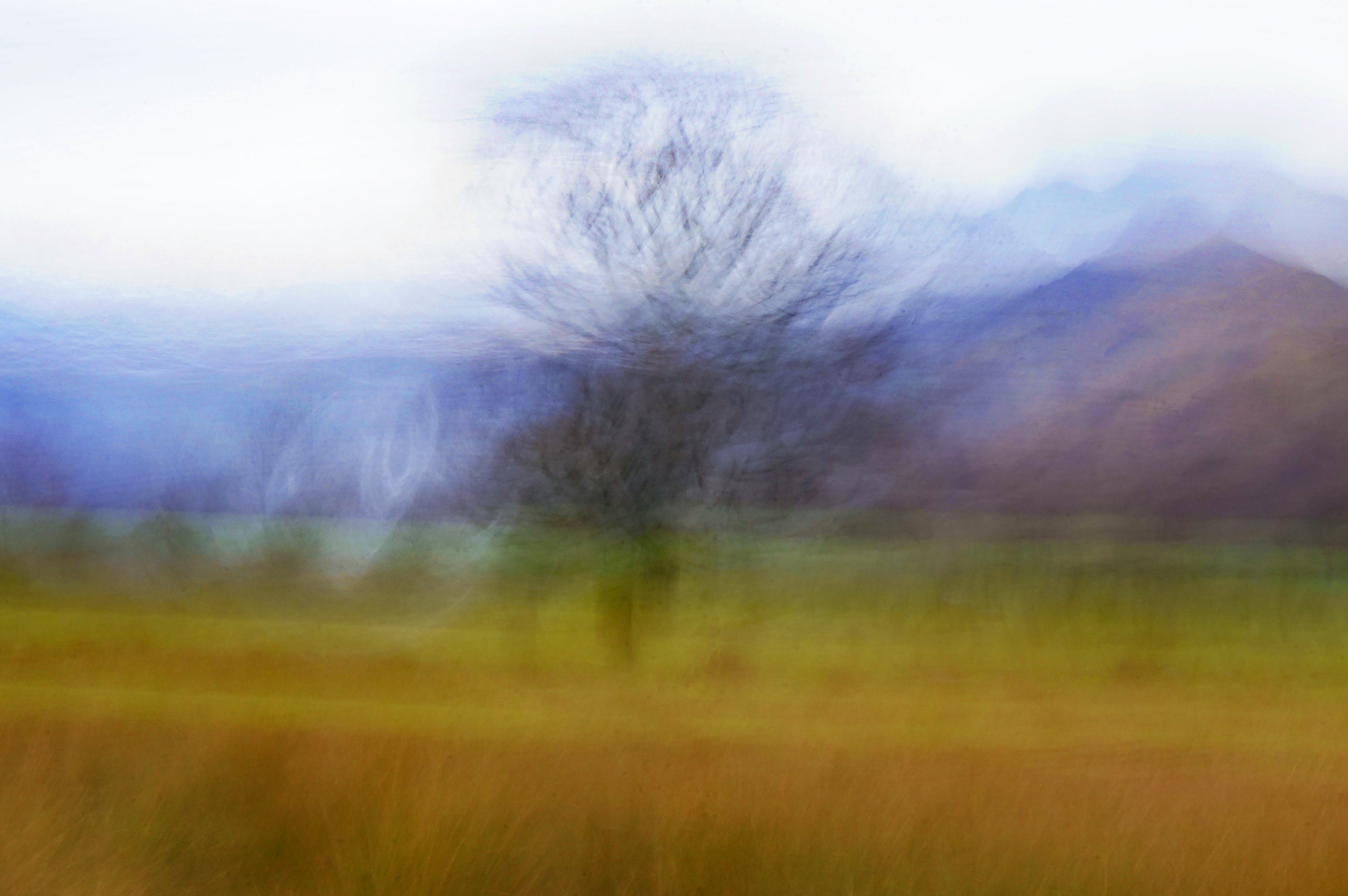 The Lone Tree - main photograph